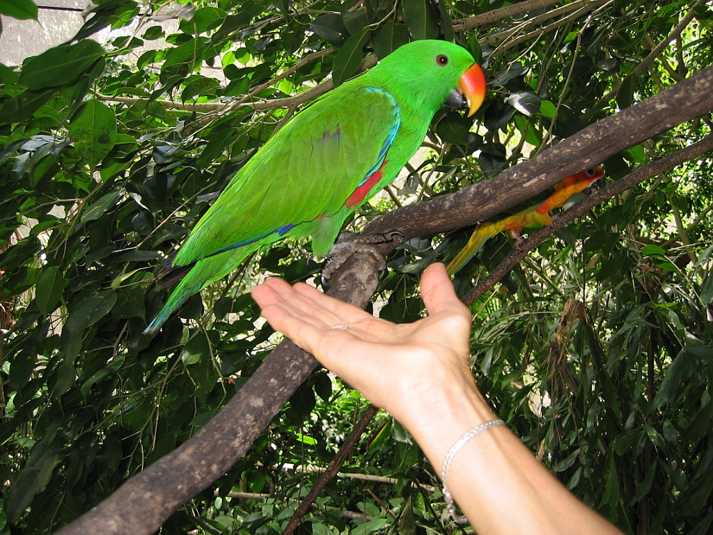 024 Birdworld Kuranda.jpg
